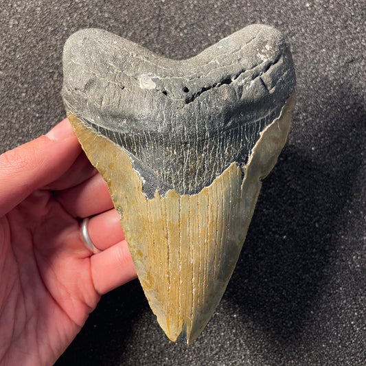 F2355 | Squalo | Otodus megalodon