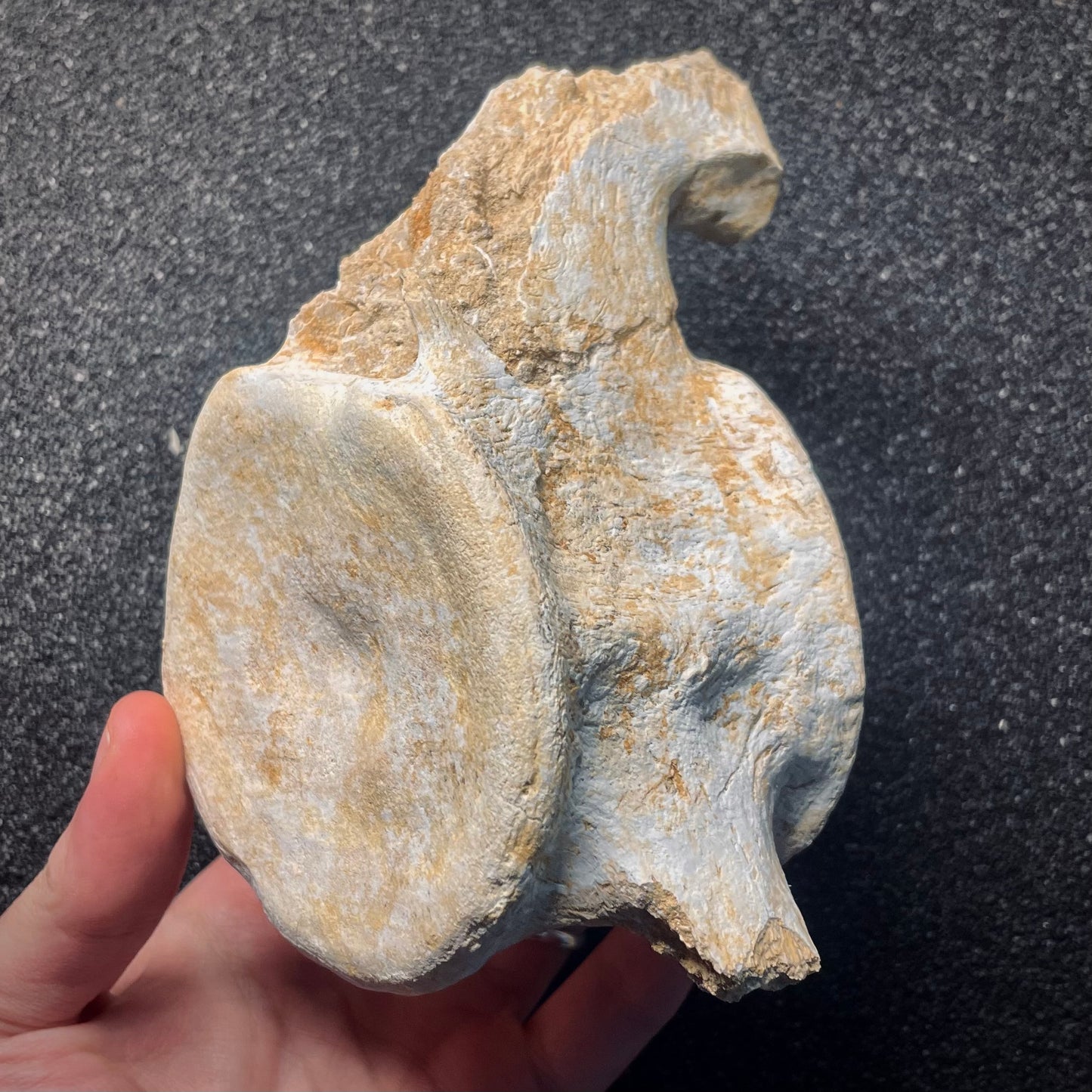 F2146 | Mosasauro | Mosasauridae indet.