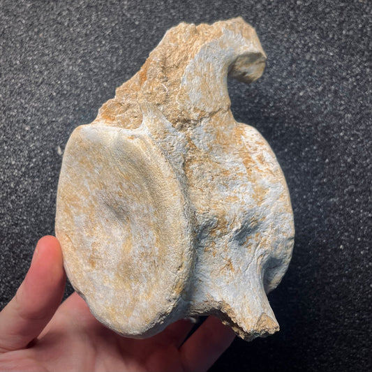 F2146 | Mosasauro | Mosasauridae indet.