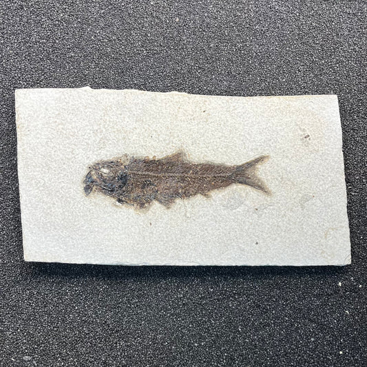 F3075 | Pesce | Knightia eocaena