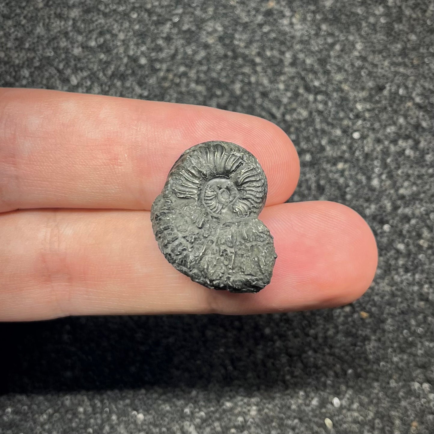 F2899 | Ammonite | Pleydellia sp.
