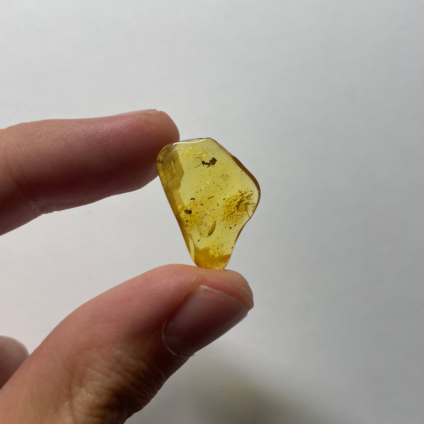 F2080 | Ambra con inclusione | Dolichoderus sp.