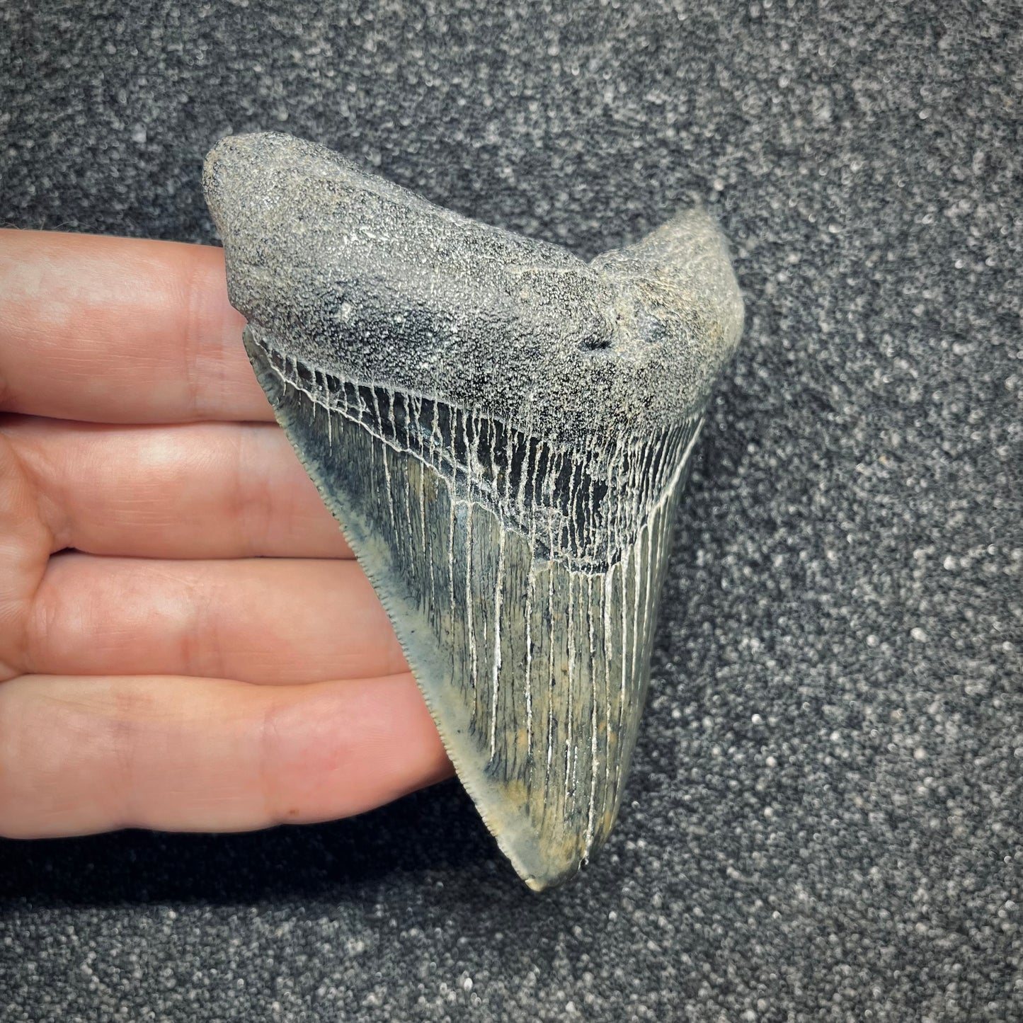 F2780 | Squalo | Otodus megalodon