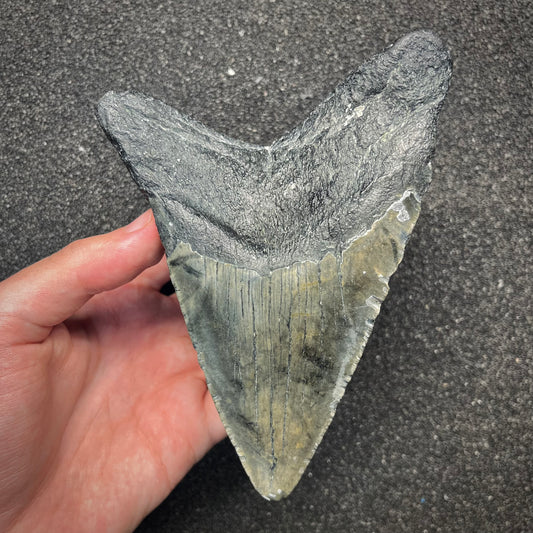 F2927 | Squalo | Otodus megalodon