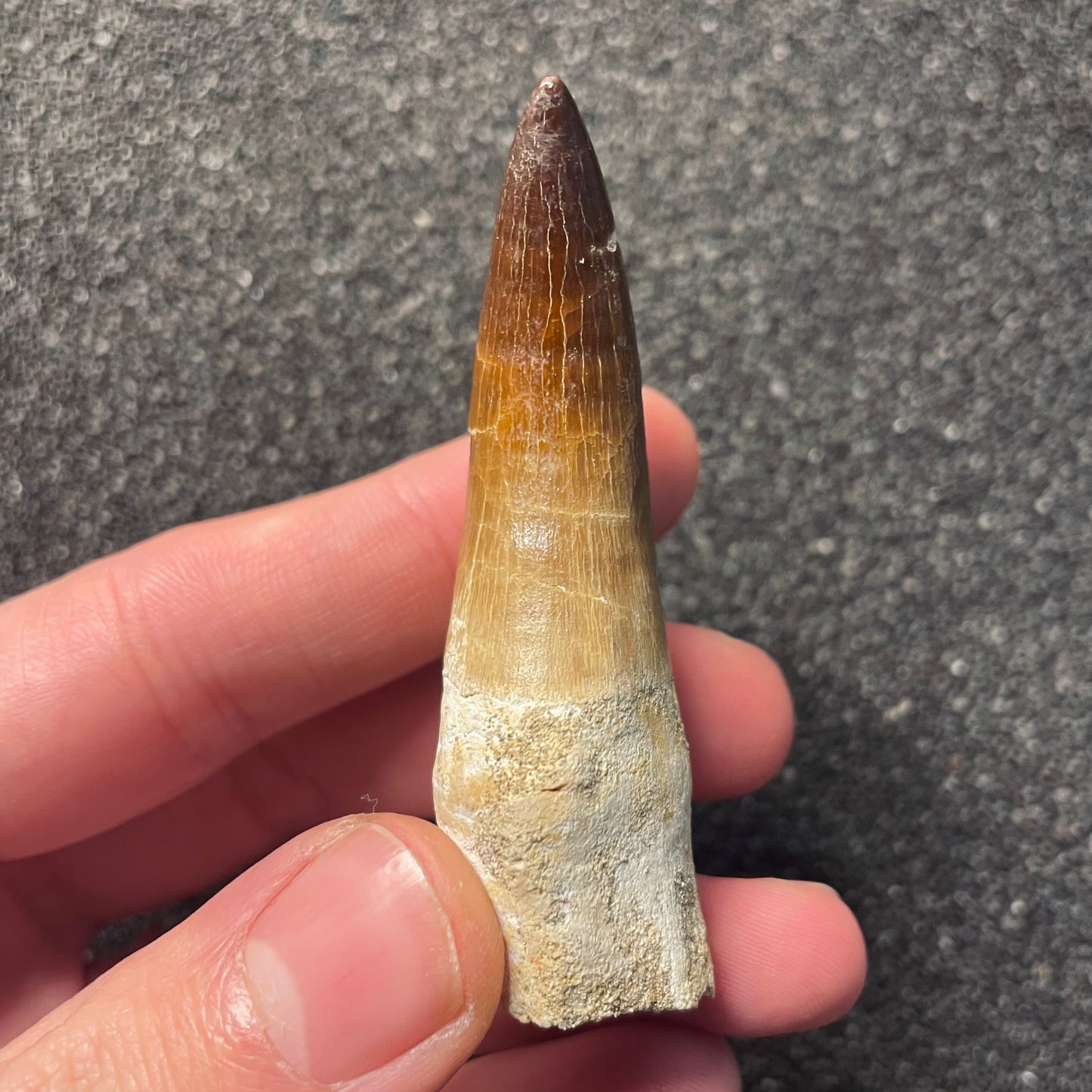 F2283 | Mosasauro | Prognathodon sp.