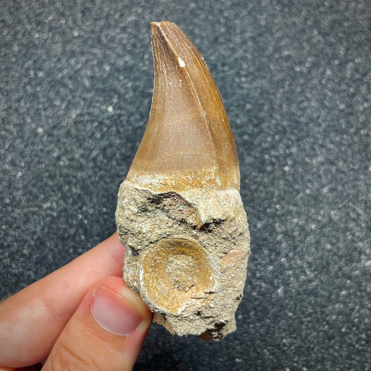 F2697 | Mosasauro | Mosasauridae indet.