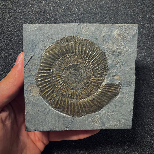 F1073 | Ammonite | Dactylioceras commune