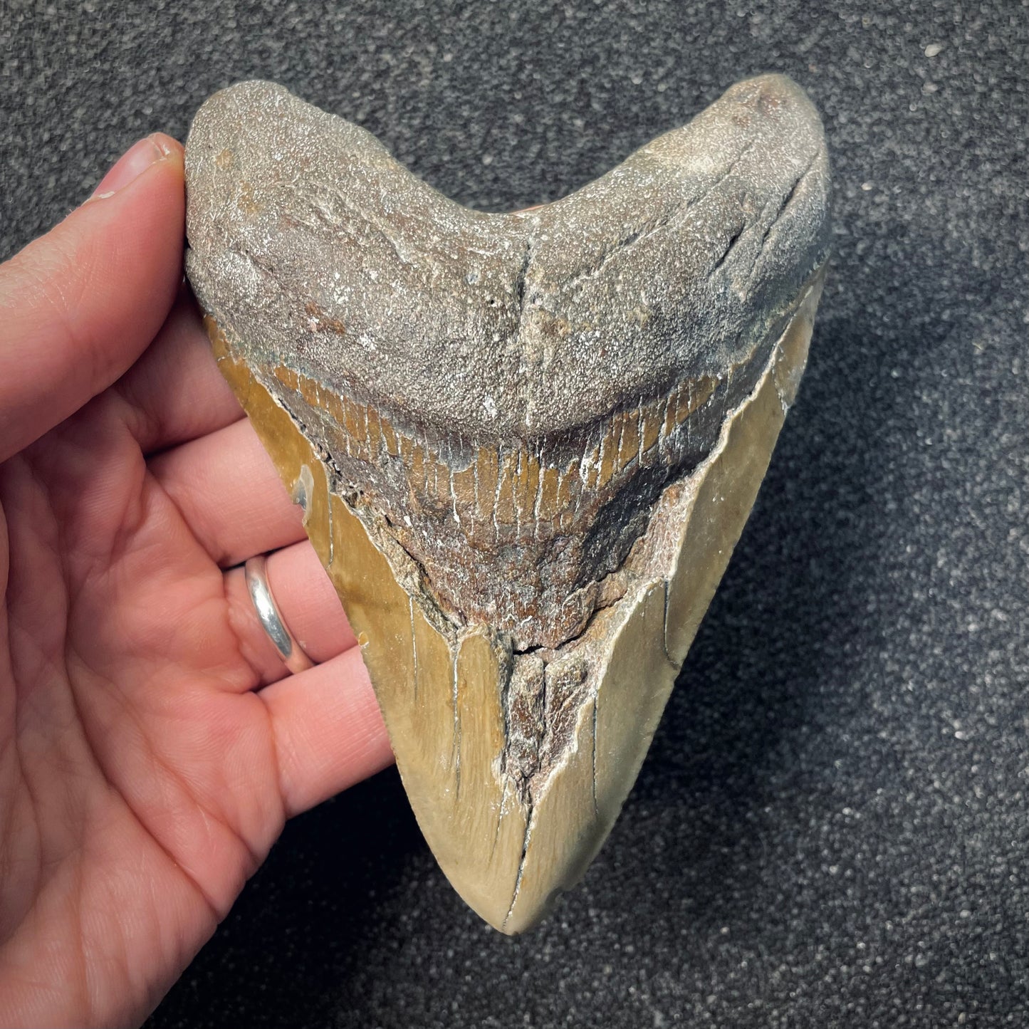 F2579 | Squalo | Otodus megalodon