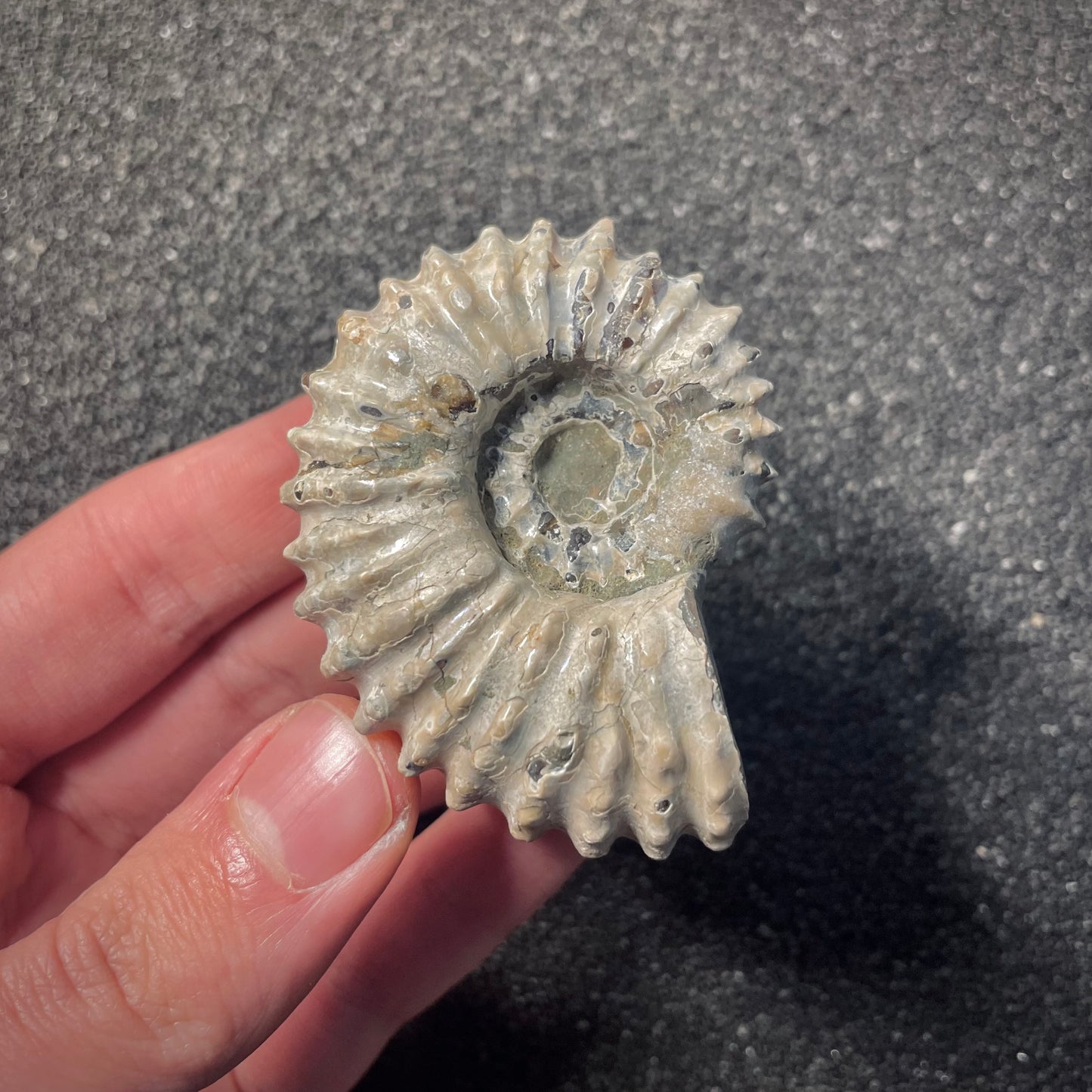 F2159 | Ammonite | Douvilleiceras sp.