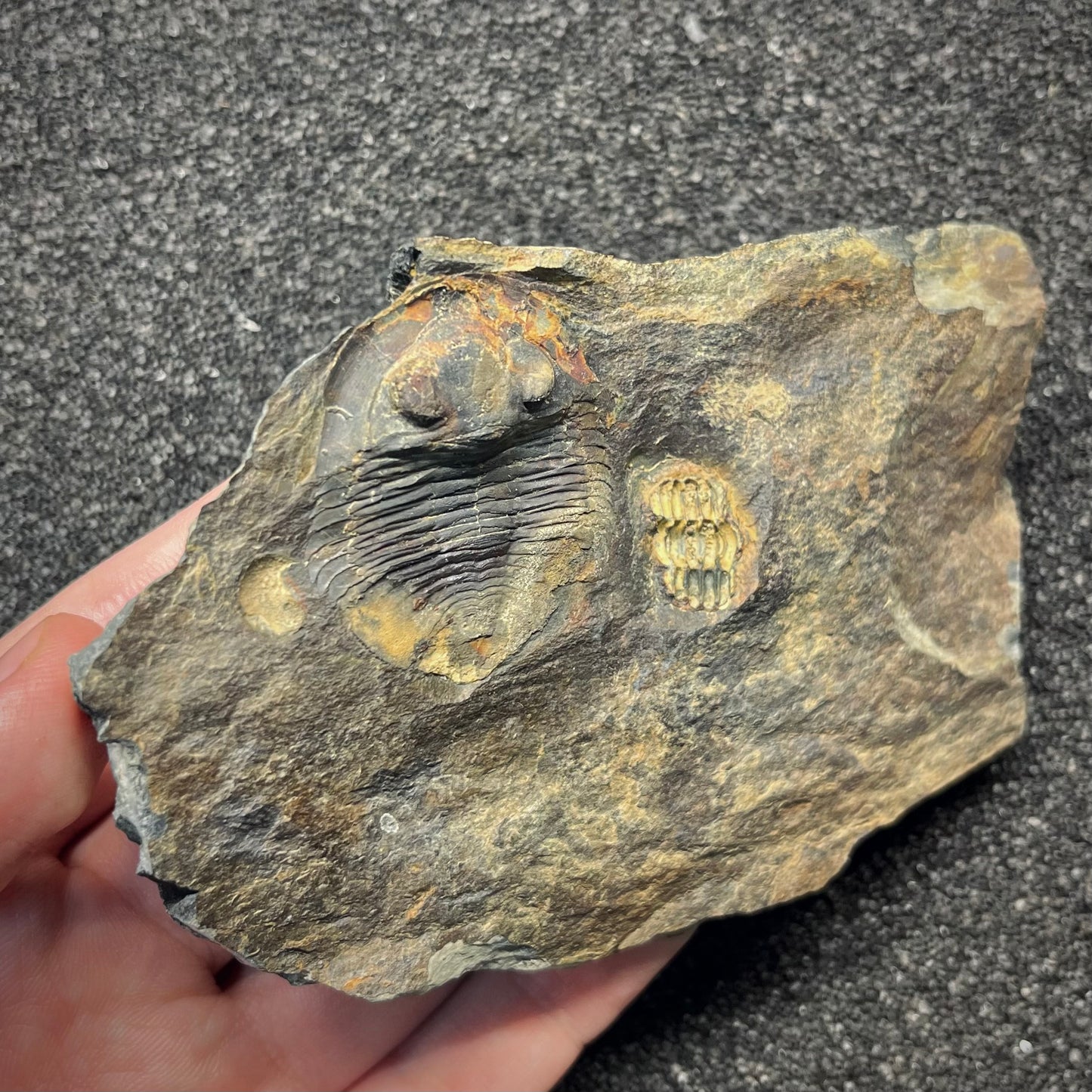 F2942 | Trilobite | Nobiliasaphus nobilis