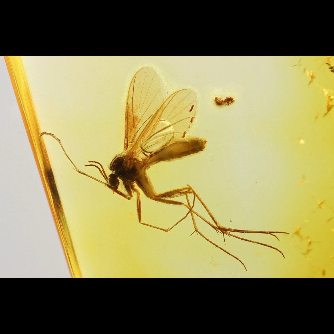 F2843 | Ambra con inclusione | Keroplatidae indet.