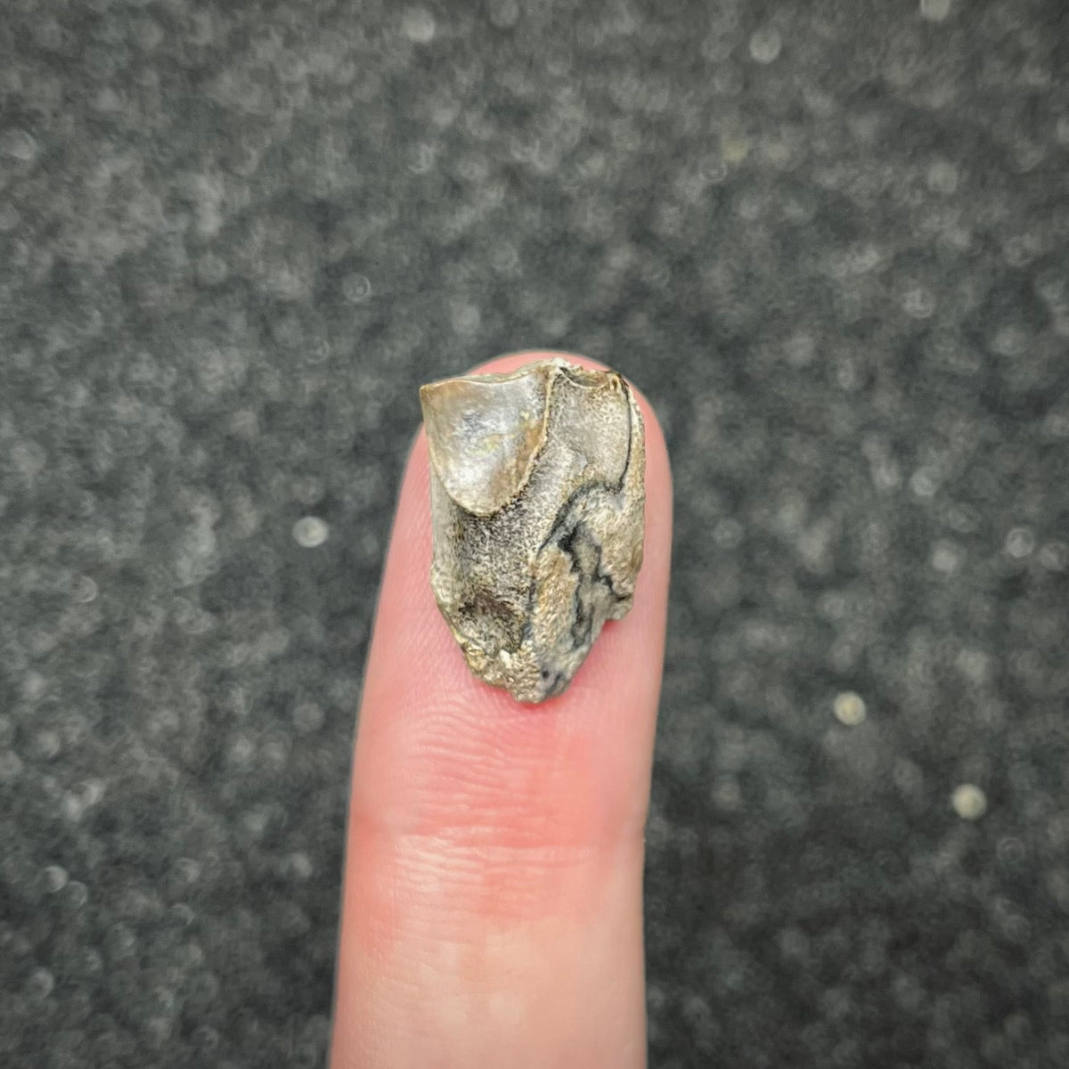 F3002 | Dinosauro | Triceratops sp.