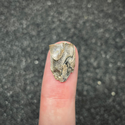 F3002 | Dinosauro | Triceratops sp.