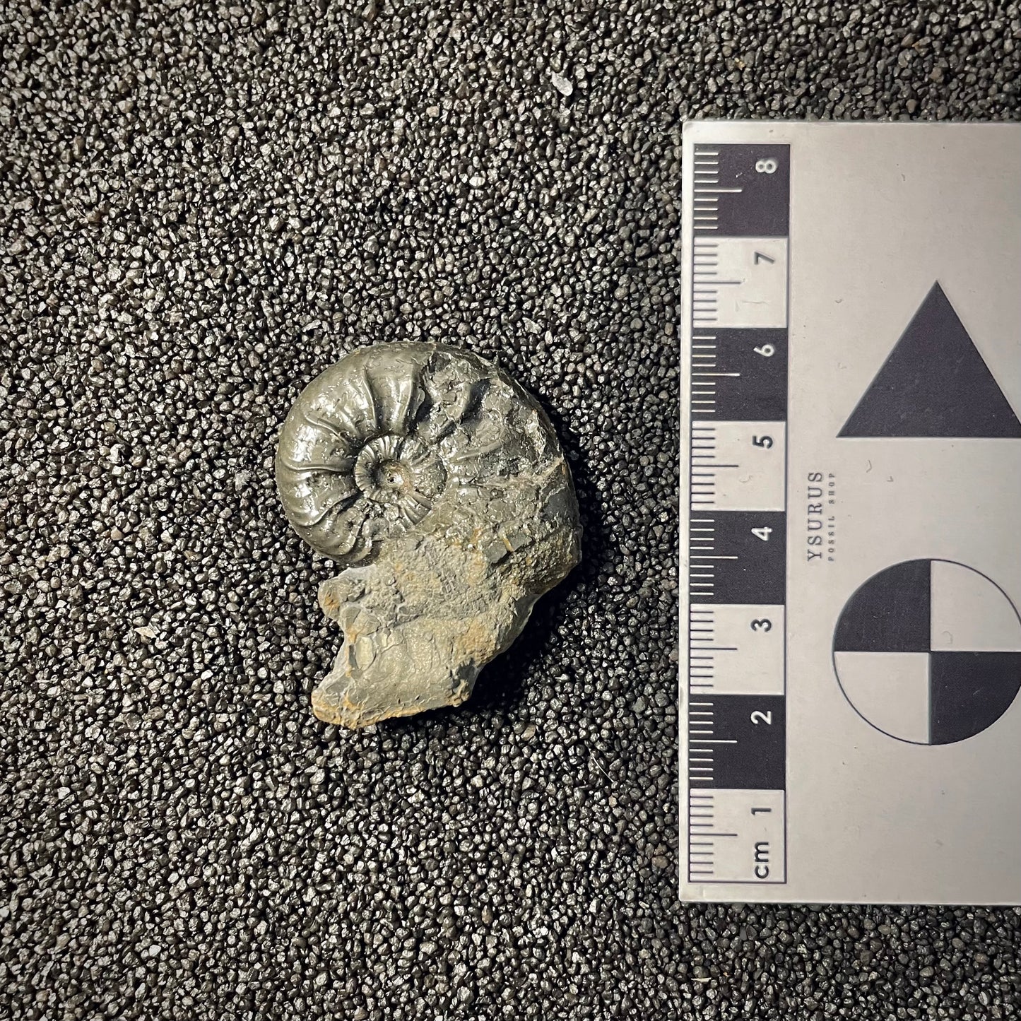 F2173 | Ammonite | Graphoceratidae indet.