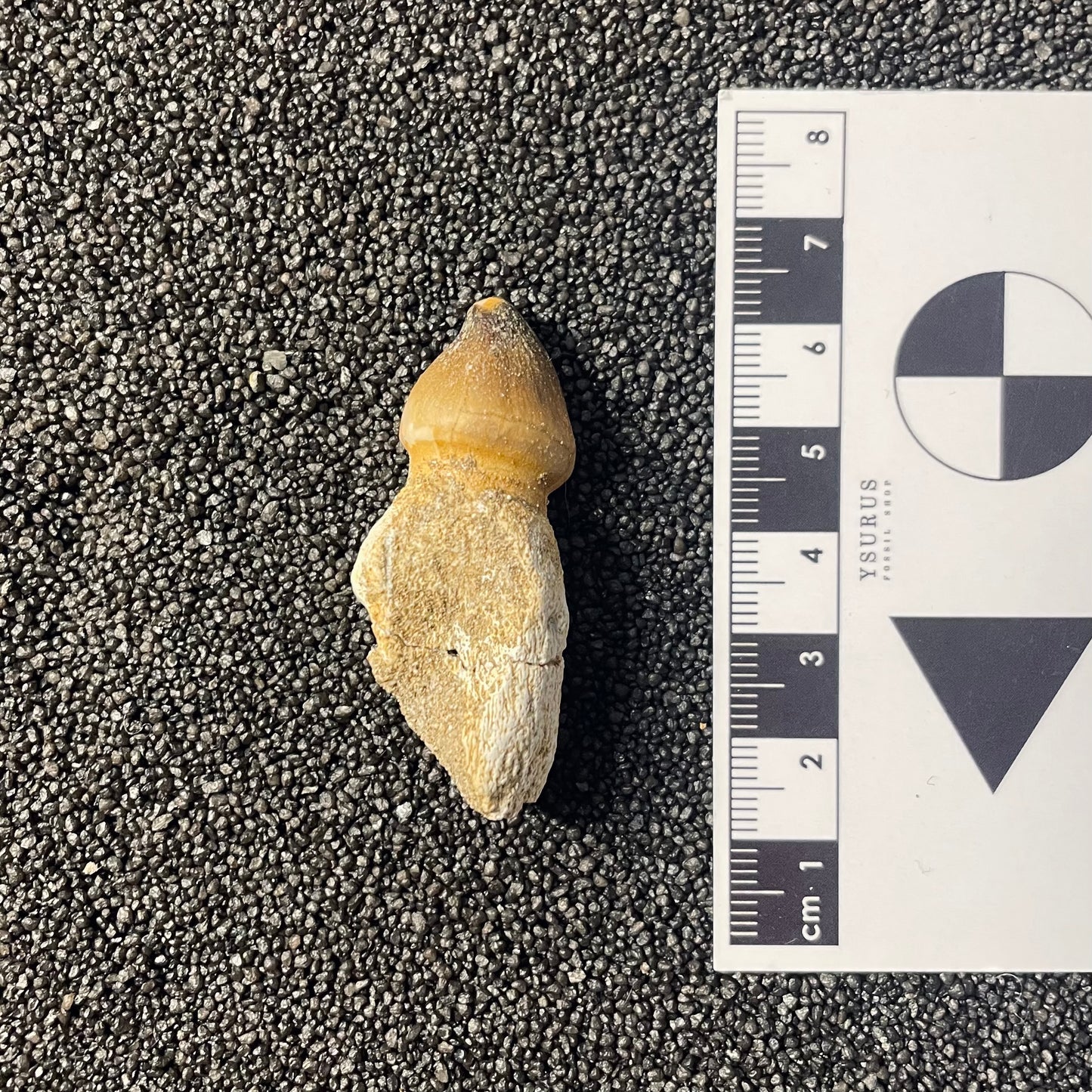 F2210 | Mosasauro | Globidens sp.