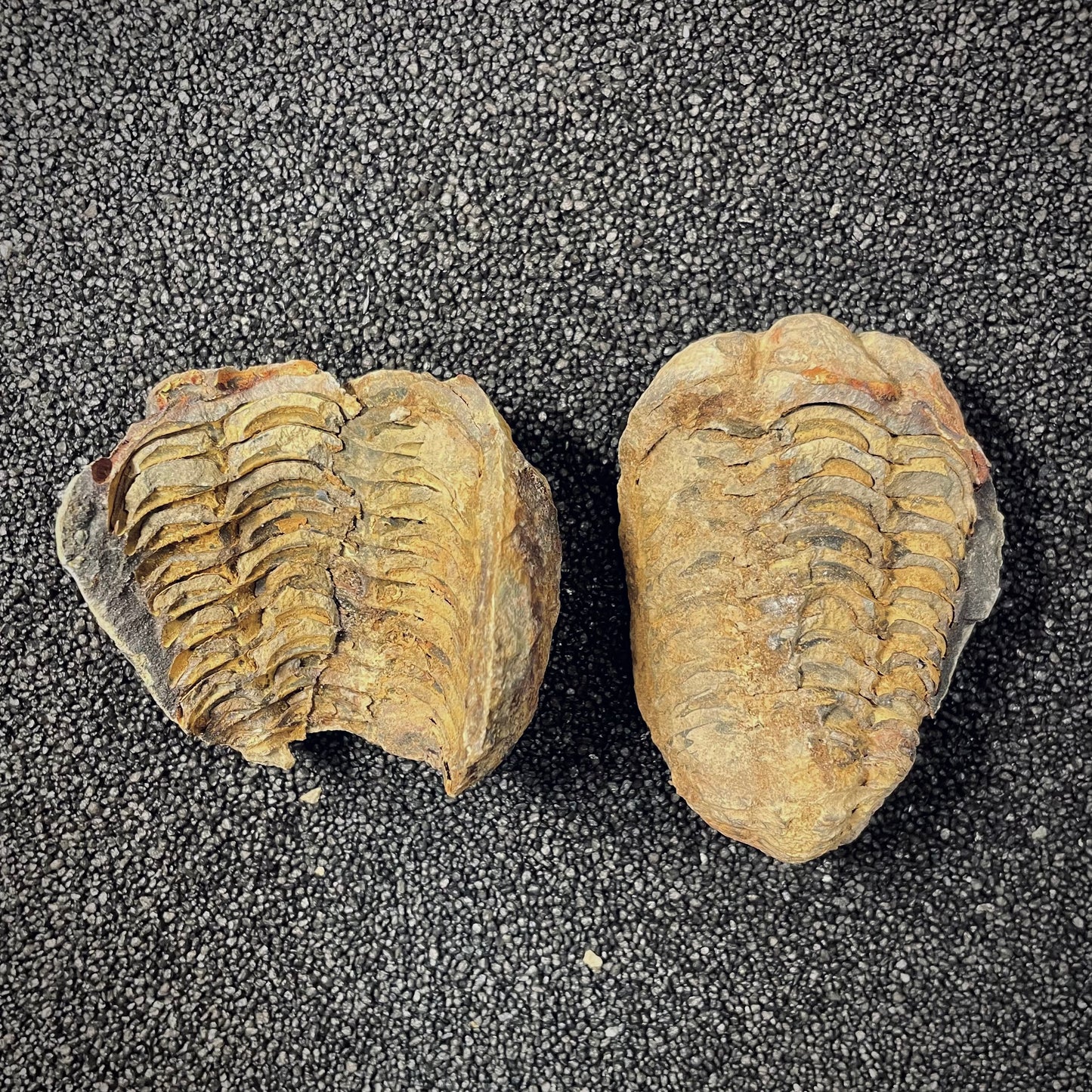 F2626 | Trilobite | Flexicalymene sp.