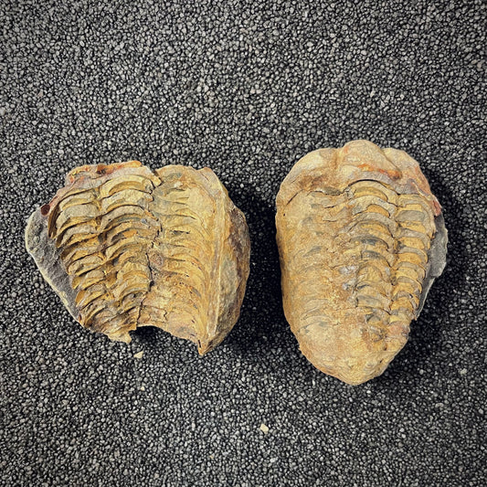 F2626 | Trilobite | Flexicalymene sp.