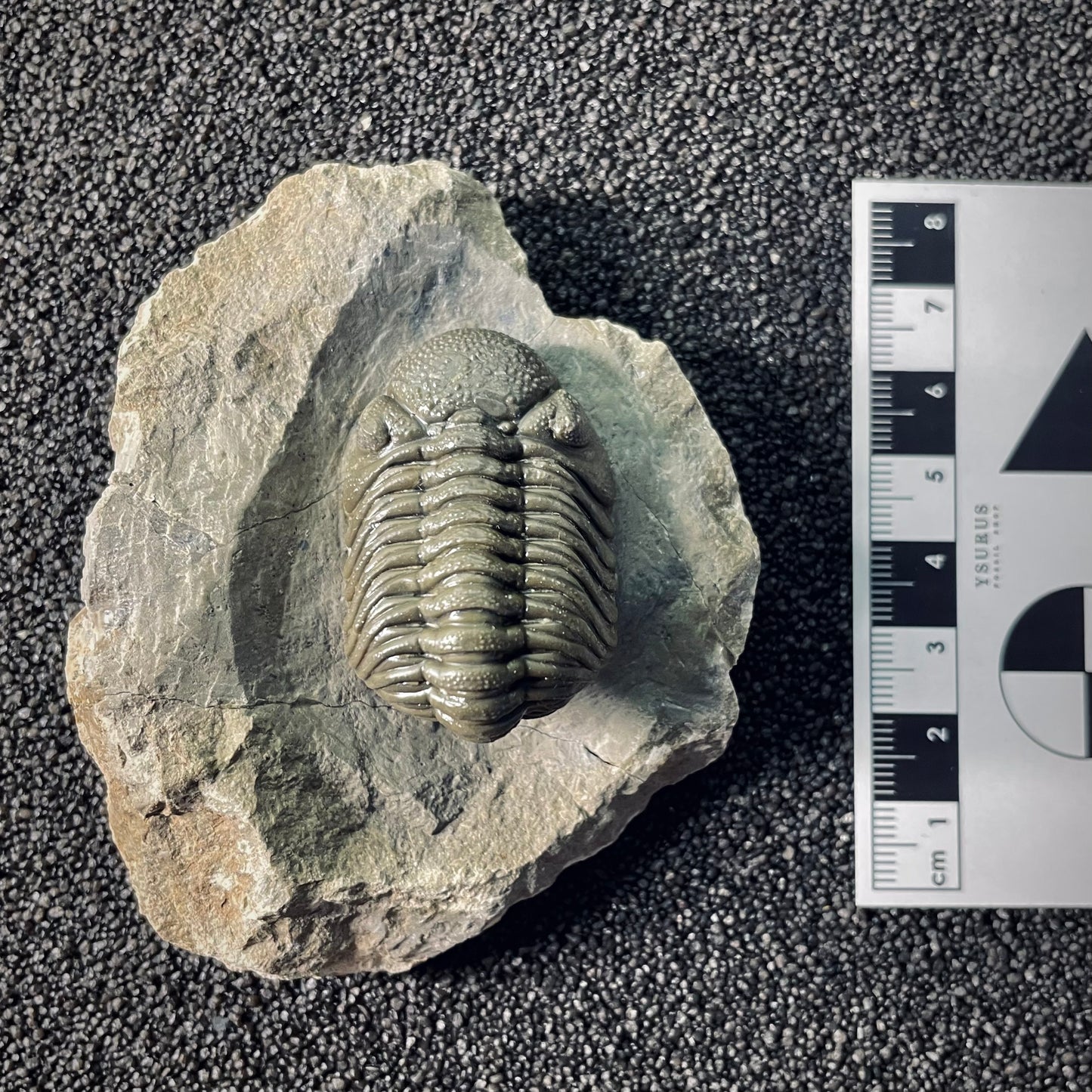 F2612 | Trilobite | Phacopidae indet.