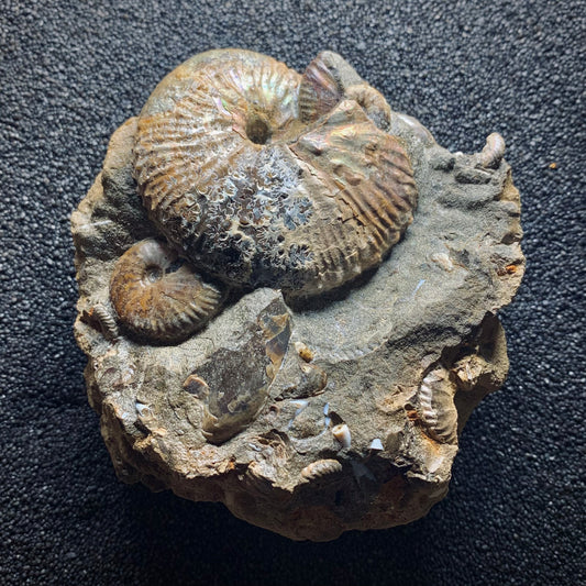 F565 | Ammonite | Hoploscaphites sp. & Jeletzkytes sp.