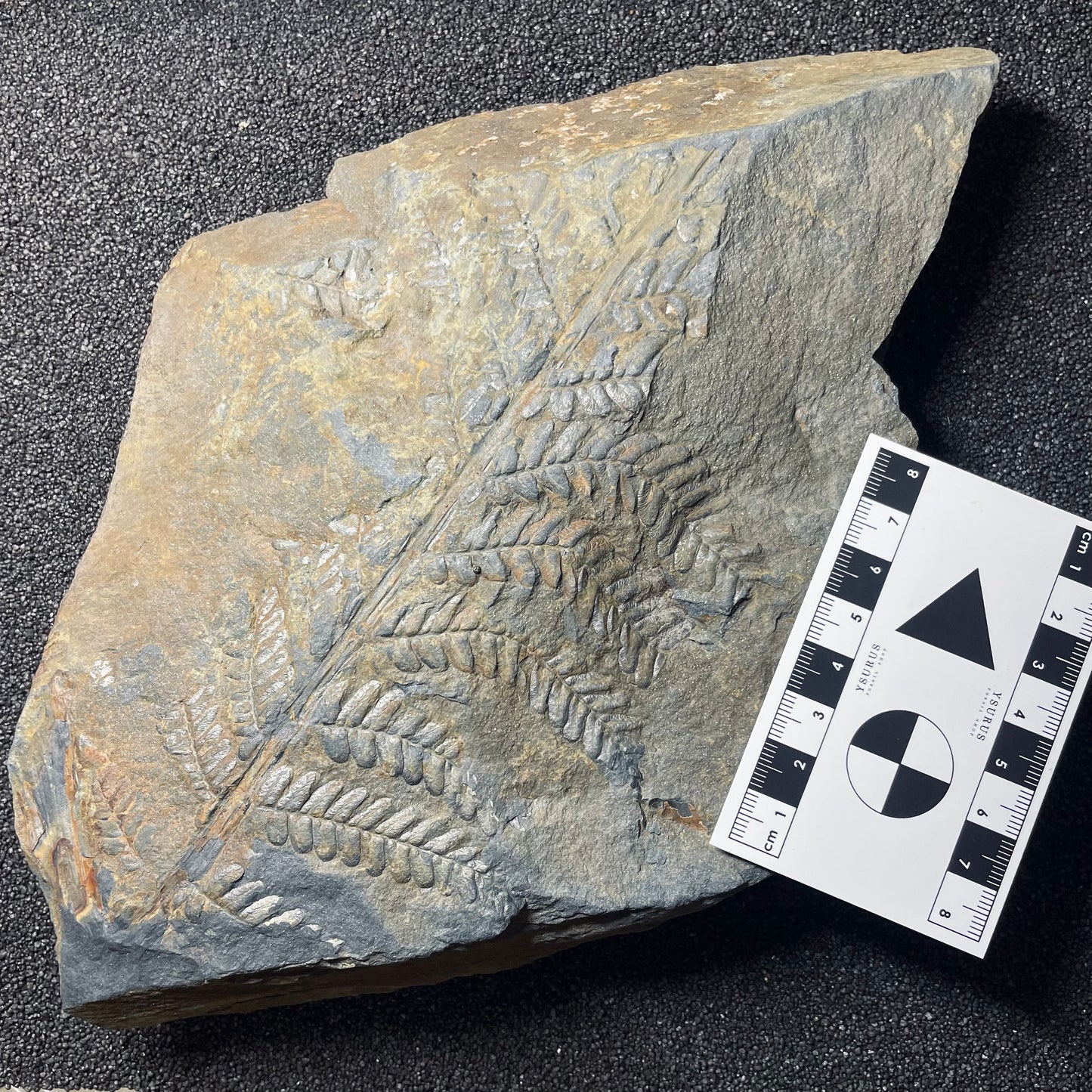 F2496 | Pianta | Neuropteris sp.