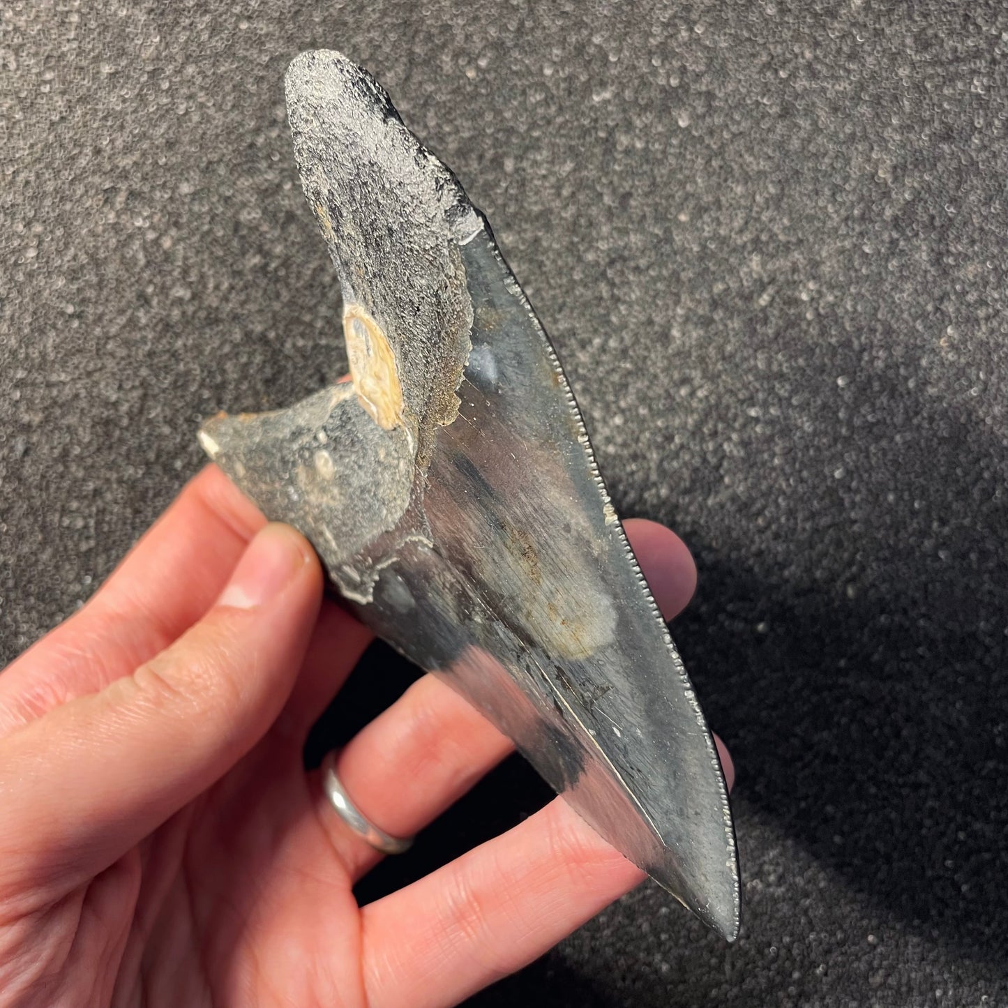 F2357 | Squalo | Otodus megalodon