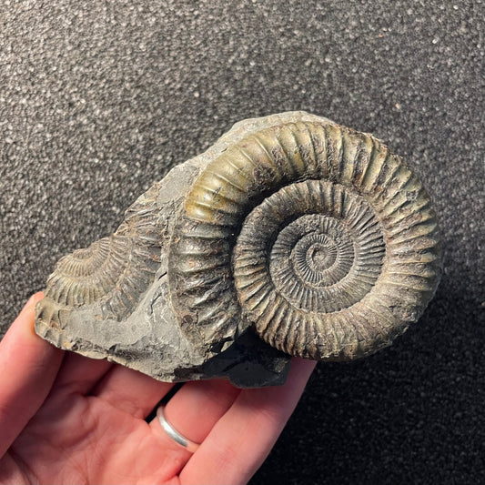 F2378 | Ammonite | Dactylioceras commune