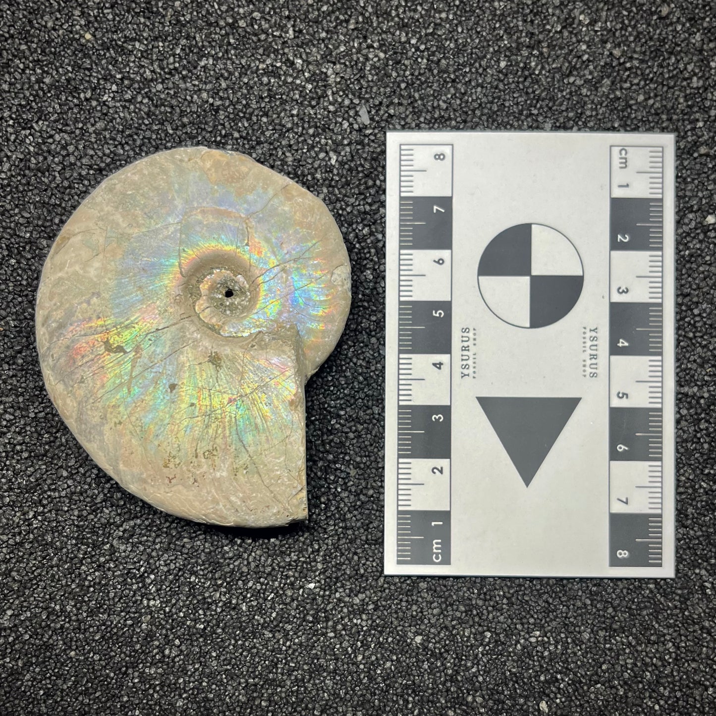 F2961 | Ammonite | Cleoniceras sp.
