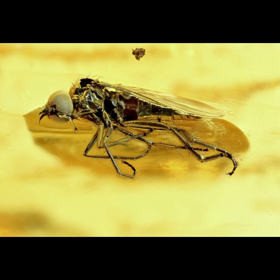 F2827 | Ambra con inclusione | Empididae indet.