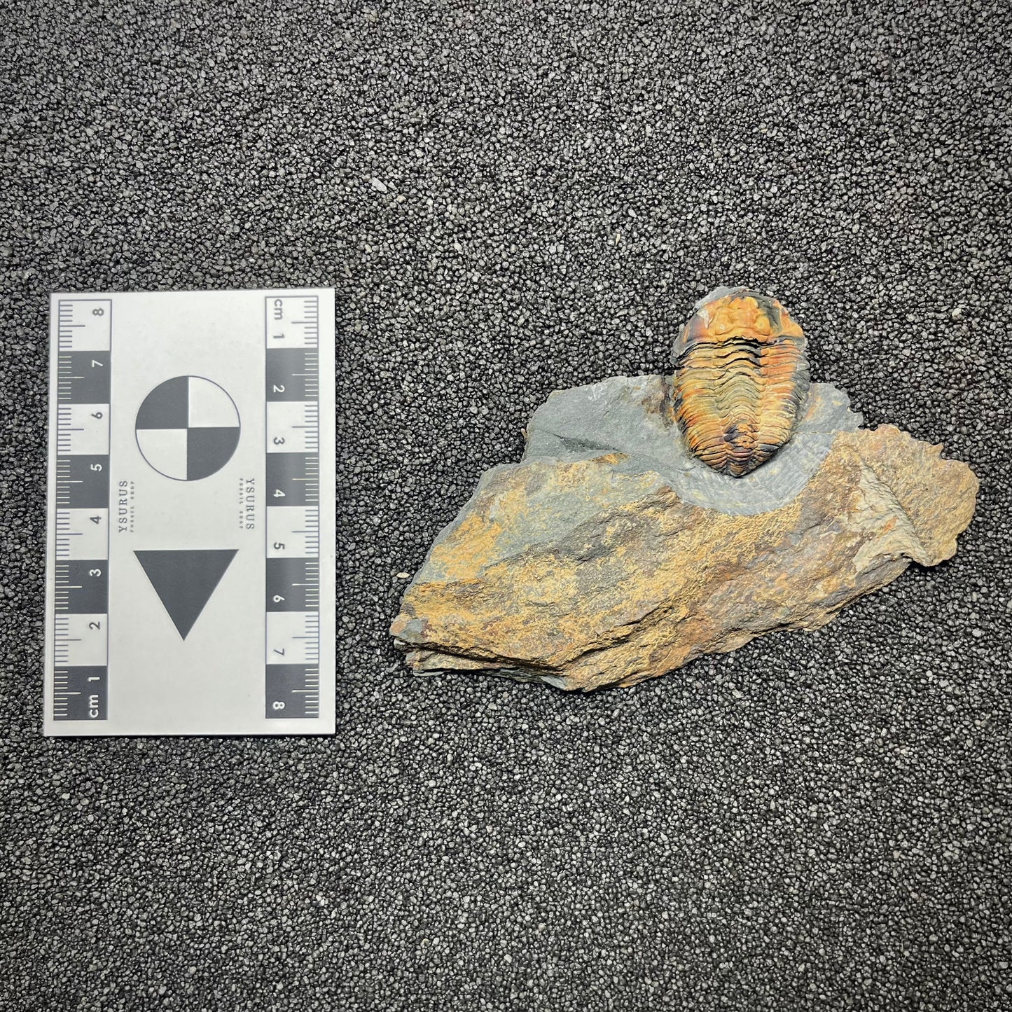 F2940 | Trilobite | Prionocheilus mendax