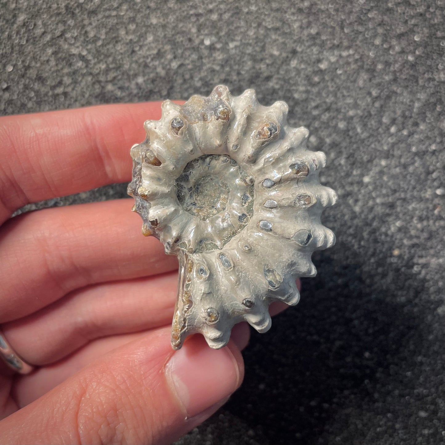 F2161 | Ammonite | Douvilleiceras sp.