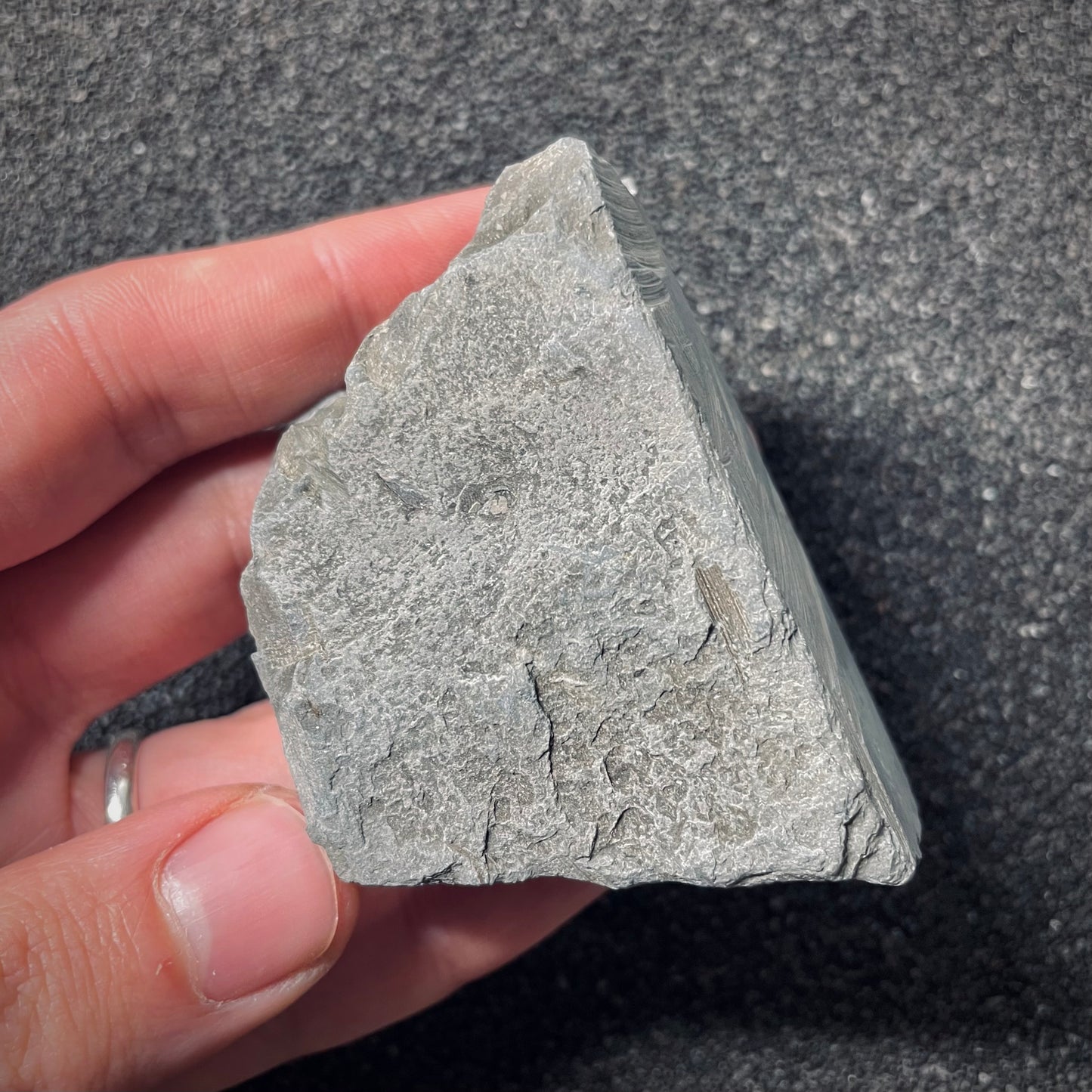 F2539 | Ammonite | Pleydellia sp.