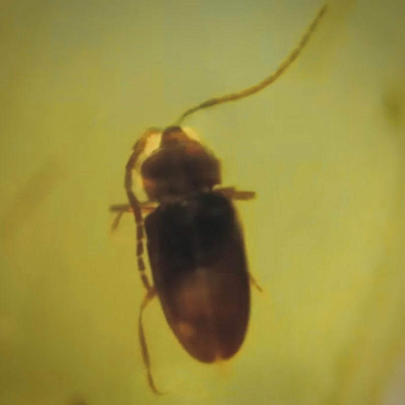 F515 | Ambra con inclusione | Coleoptera indet.