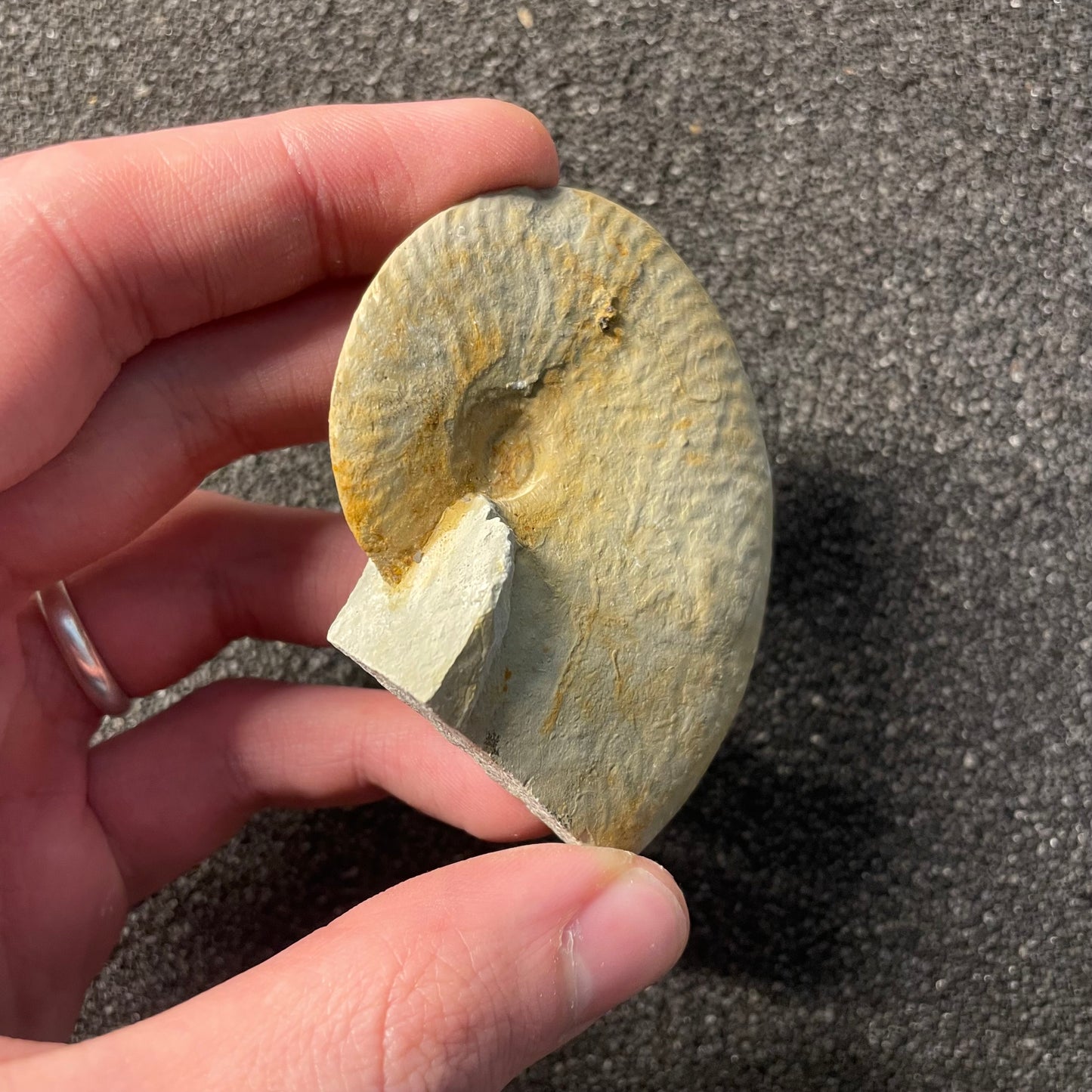 F2527 | Ammonite | Taramelliceras sp.