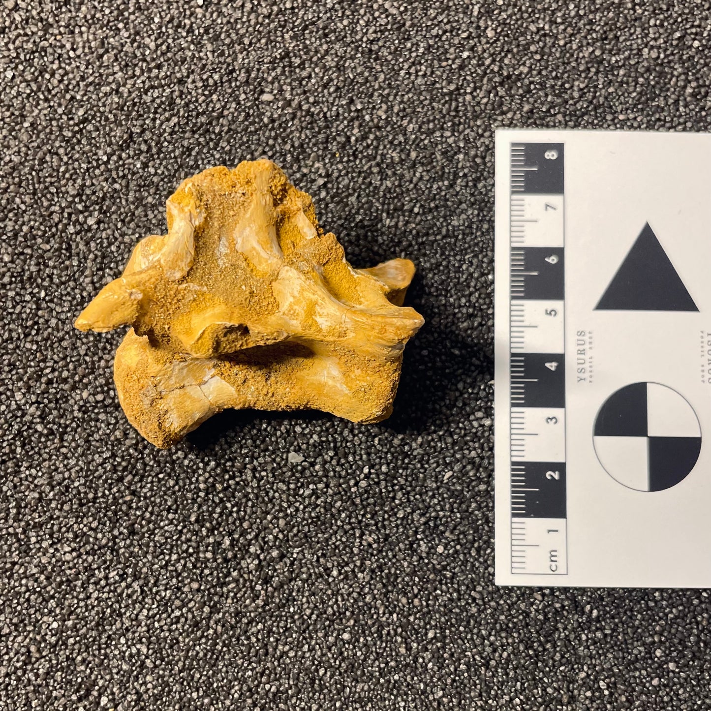 F2477 | Coccodrillo | Crocodylomorpha indet.