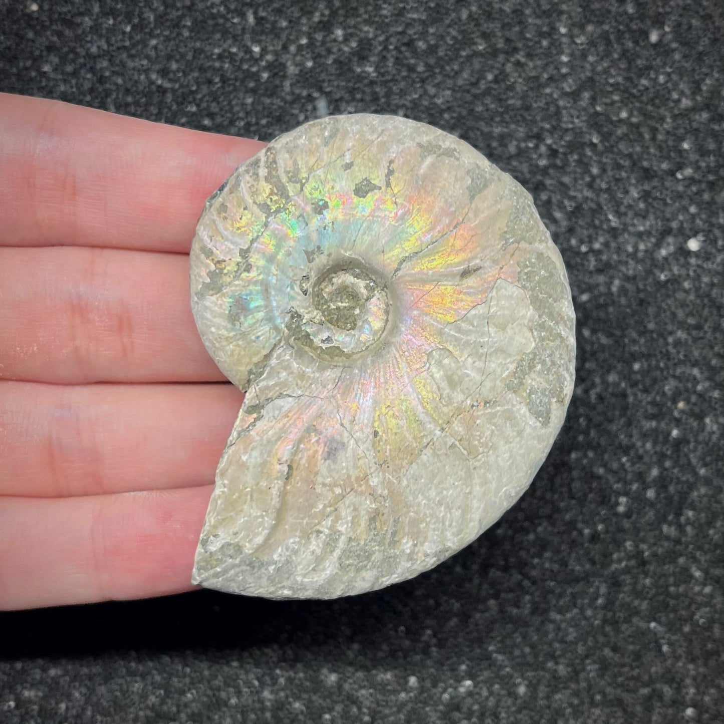 F2962 | Ammonite | Cleoniceras sp.