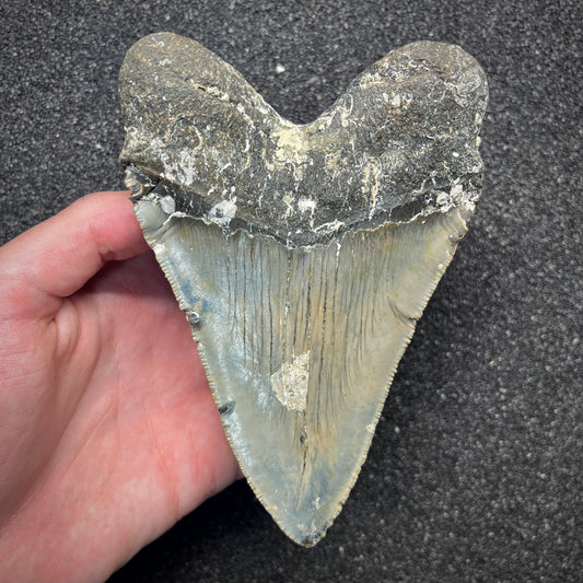 F2929 | Squalo | Otodus megalodon