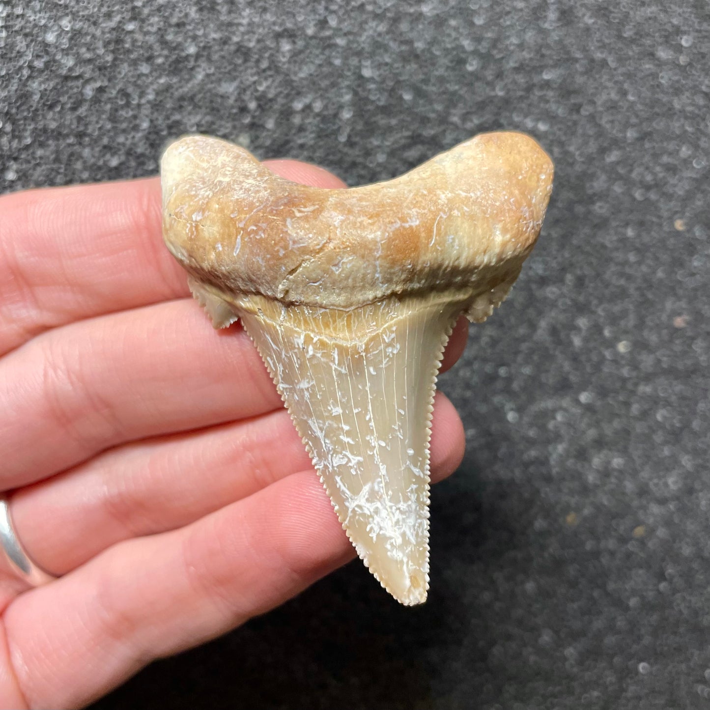 F2502 | Squalo | Otodus sokolovi