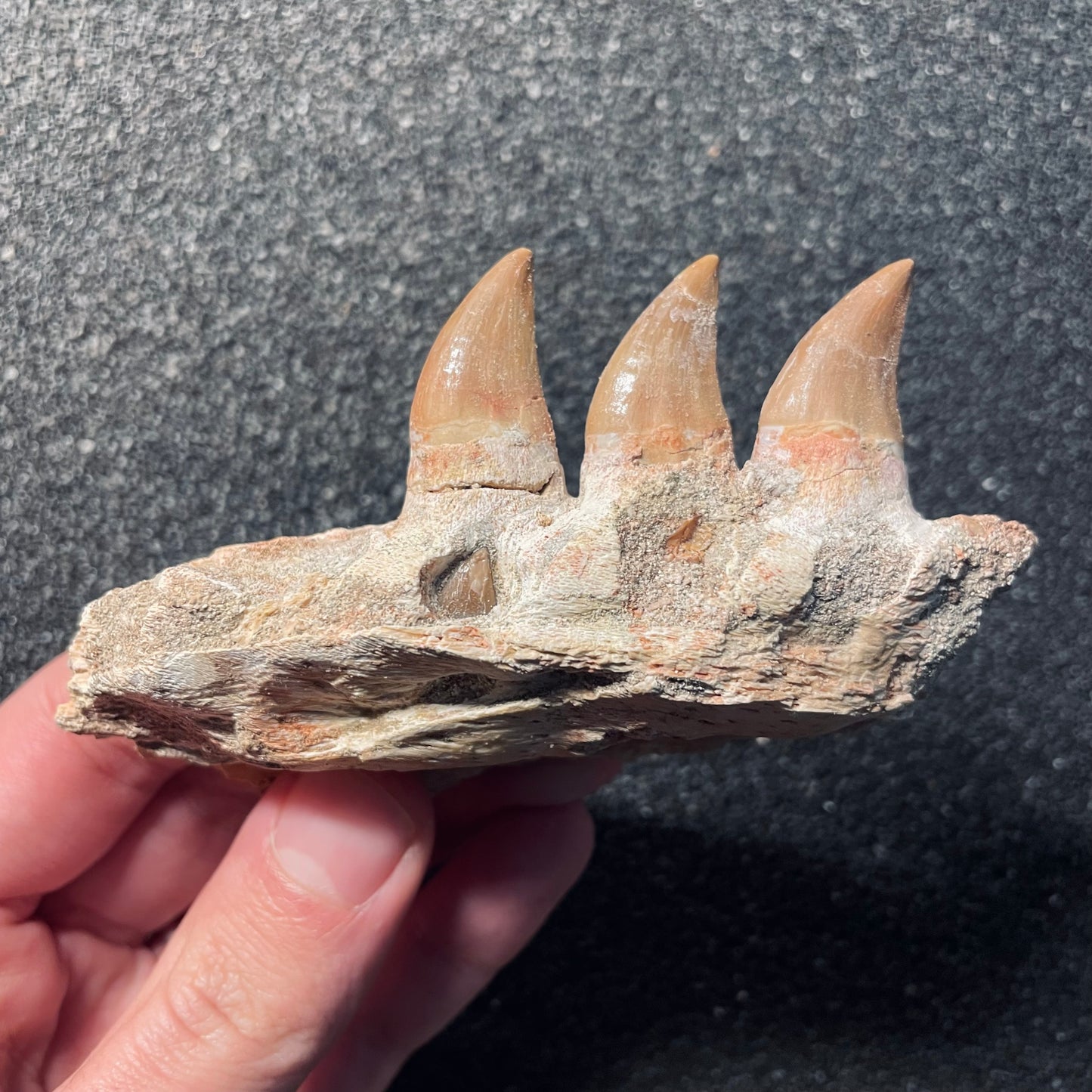 F2112 | Mosasauro | Mosasauridae indet.