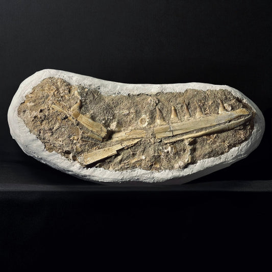 FNP22 | Fossile da preparare | Mosasauro | Mosasauridae indet.