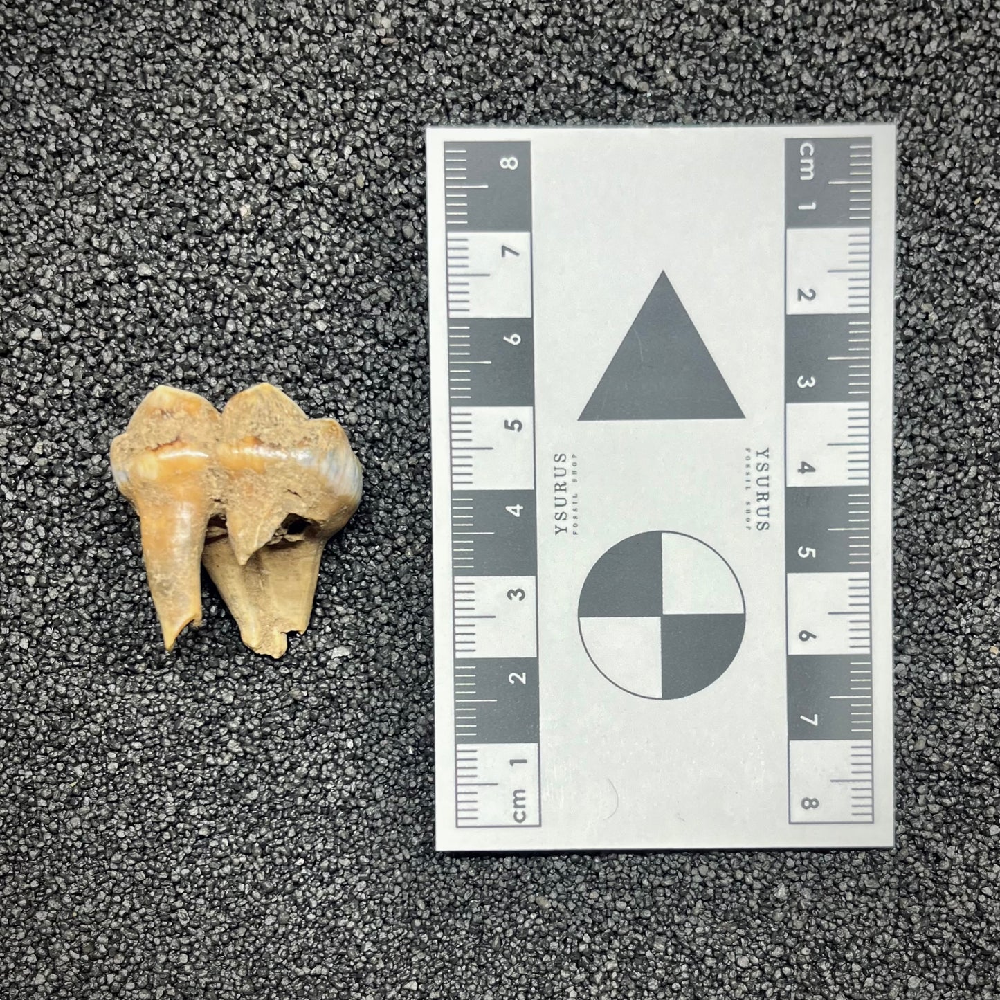 F2997 | Orso | Ursus spelaeus