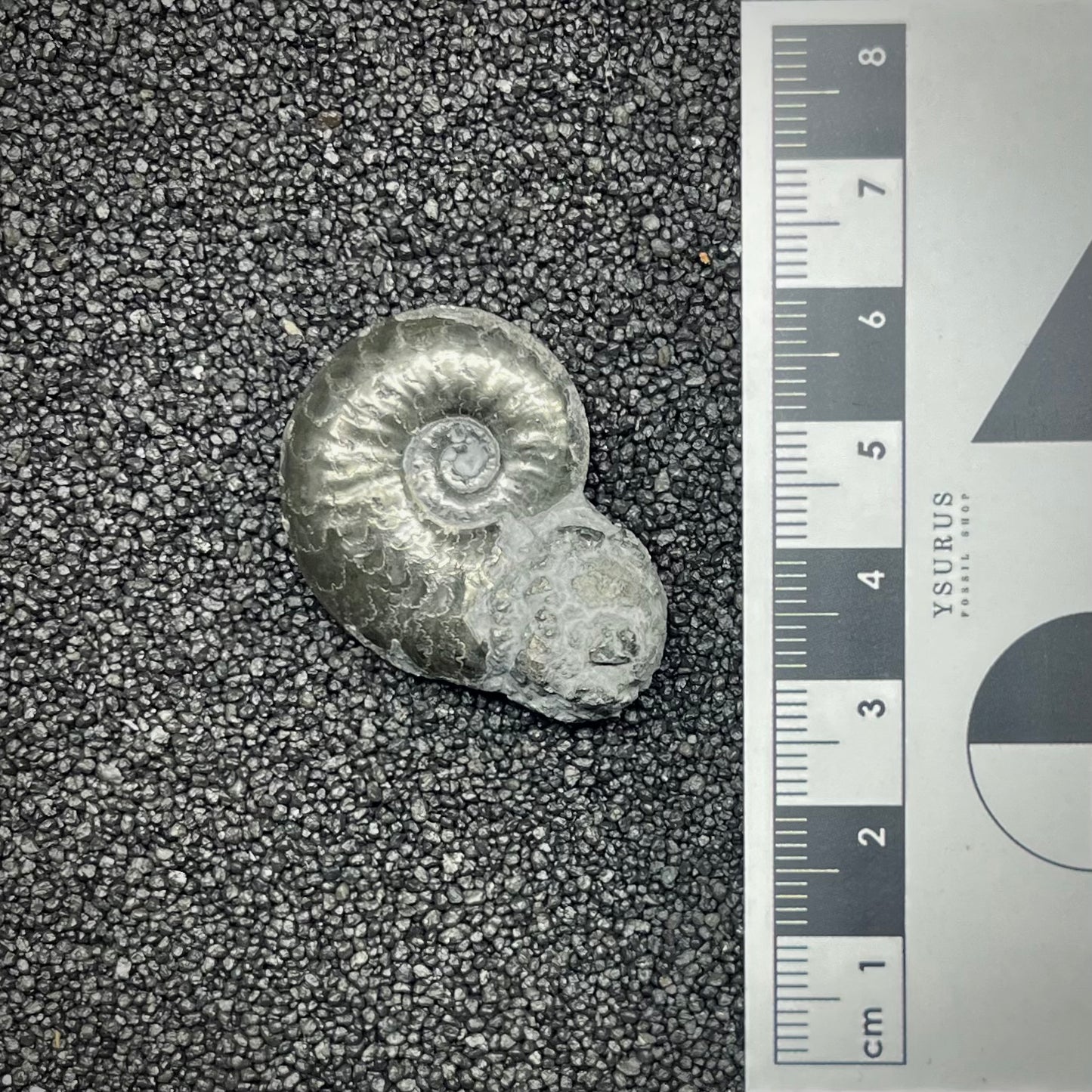 F2881 | Ammonite | Graphoceratidae indet.