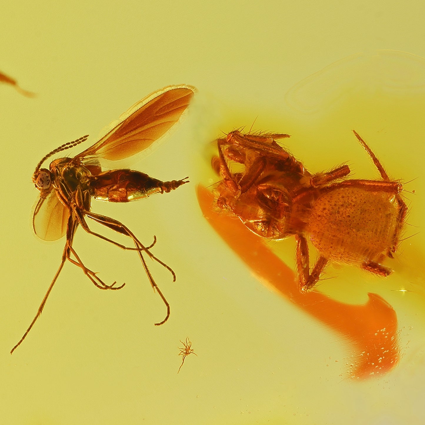 F2087 | Ambra con inclusione | Sciaridae indet. & Araneae indet.