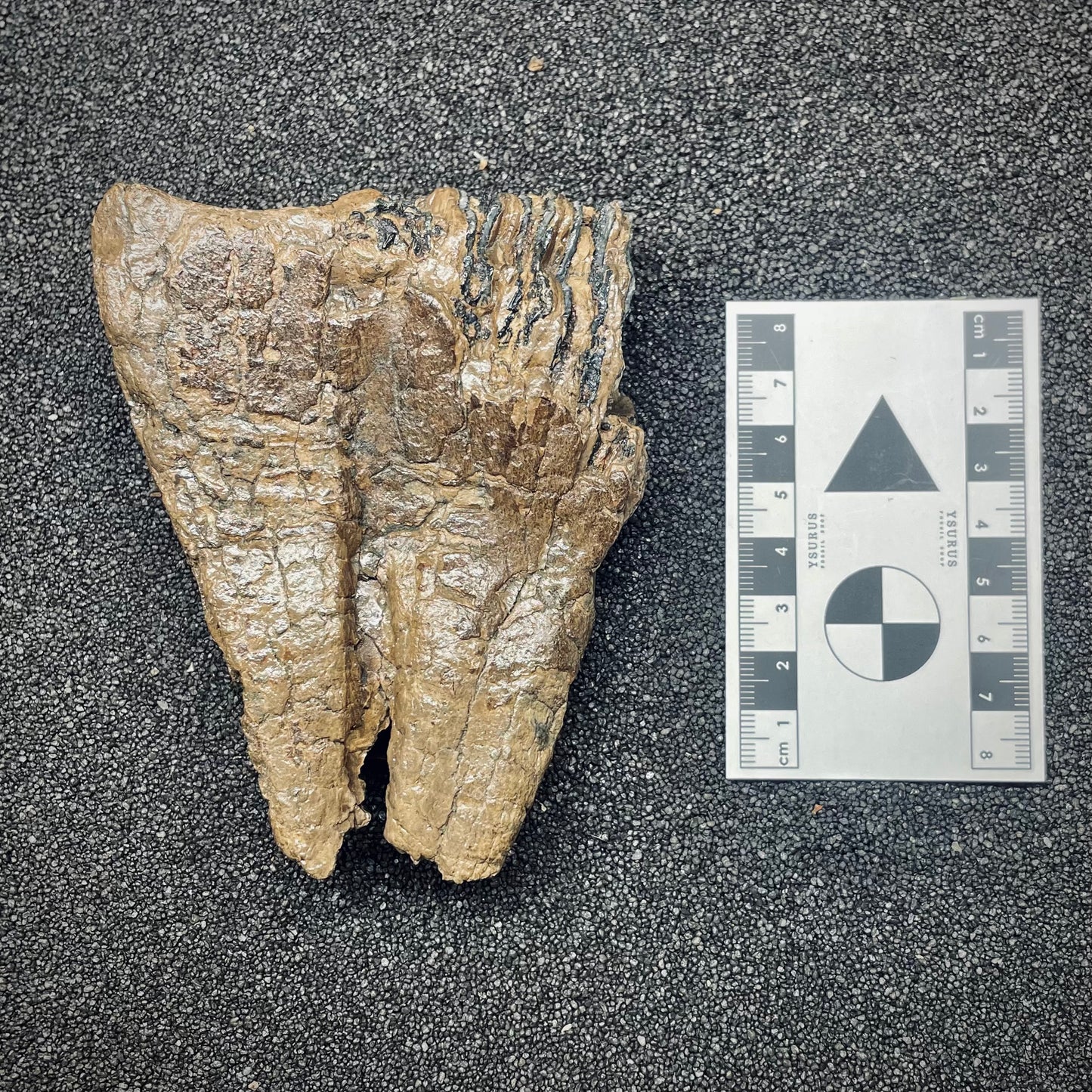 F2672 | Mammut | Mammuthus sp.