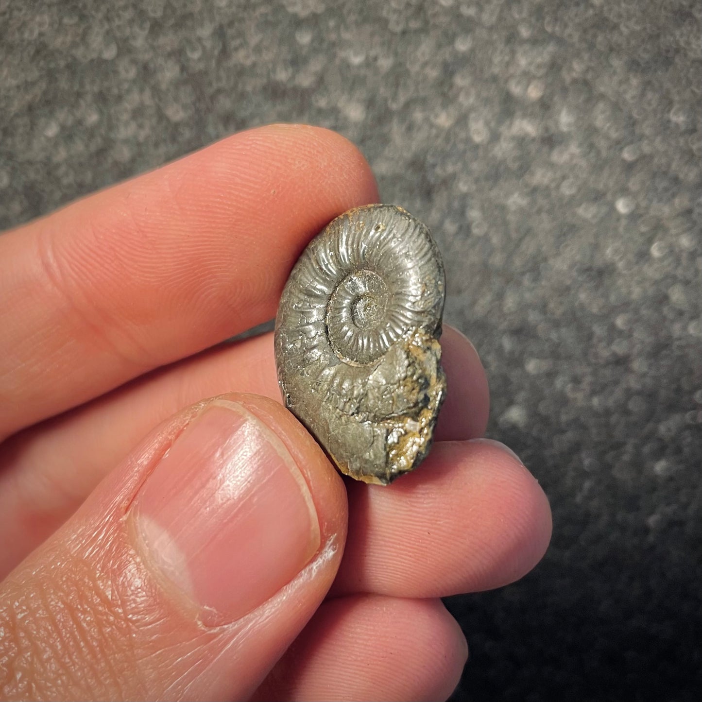 F2175 | Ammonite | Graphoceratidae indet.