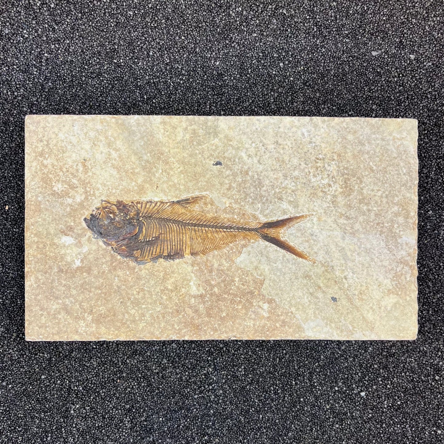 F2728 | Pesce | Diplomystus dentatus