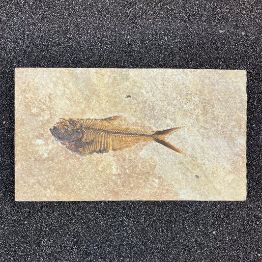 F2728 | Pesce | Diplomystus dentatus