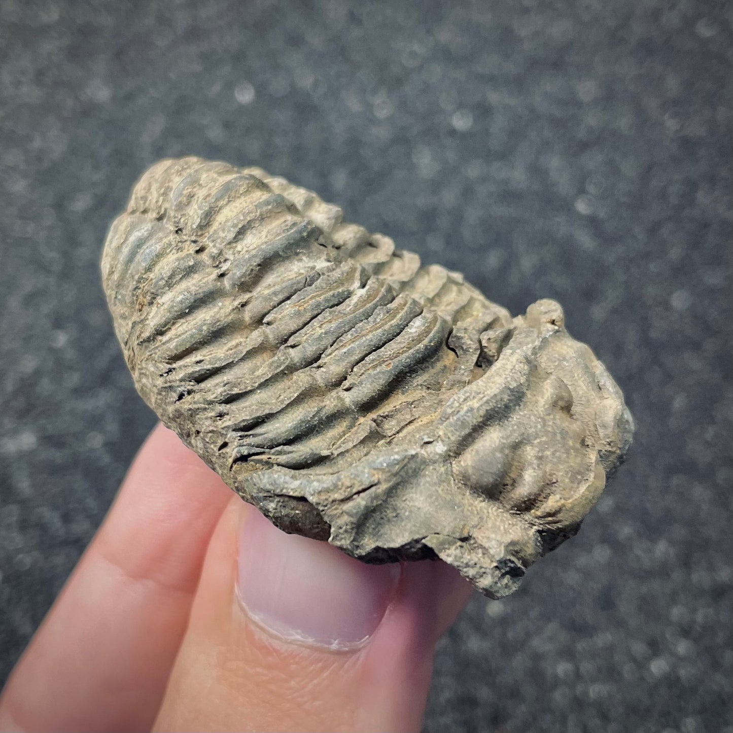 F2622 | Trilobite | Flexicalymene sp.