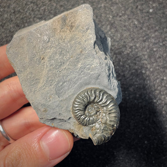 F2168 | Ammonite | Graphoceratidae indet.