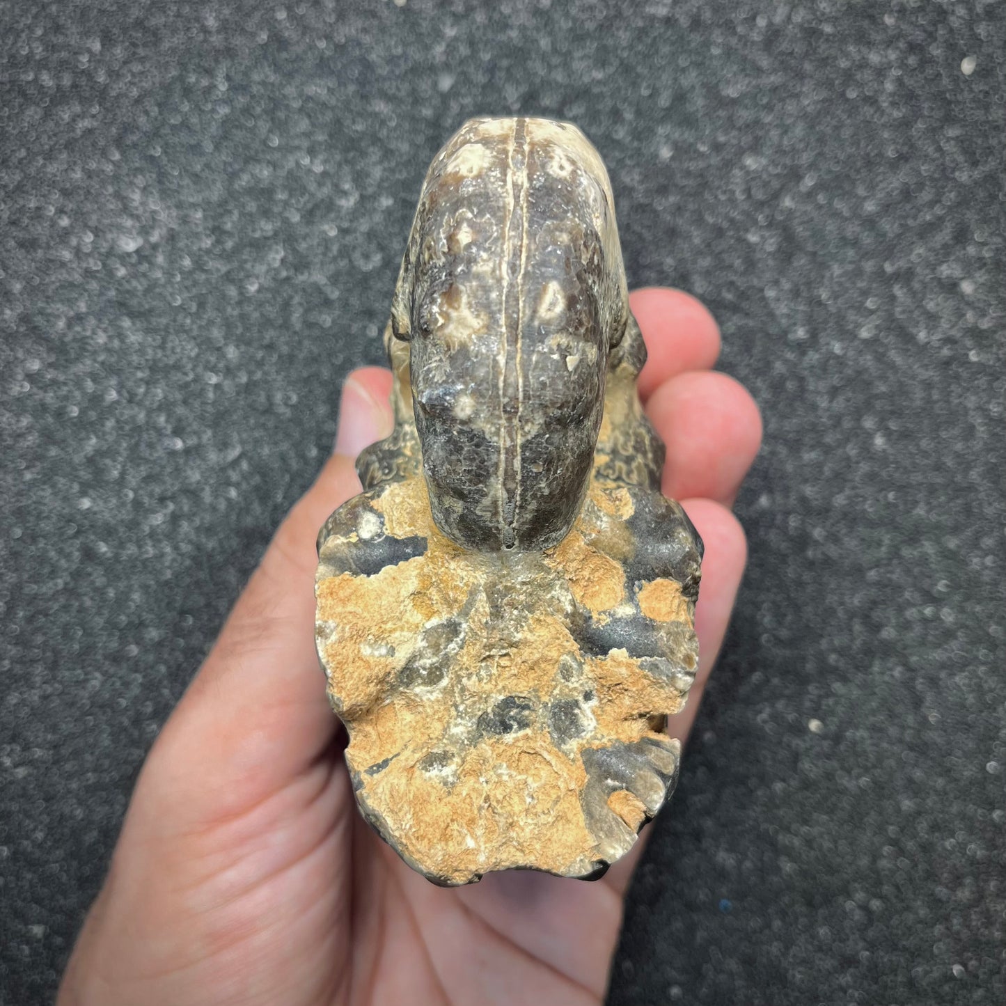 F2913 | Ammonite | Mammites nodosoides