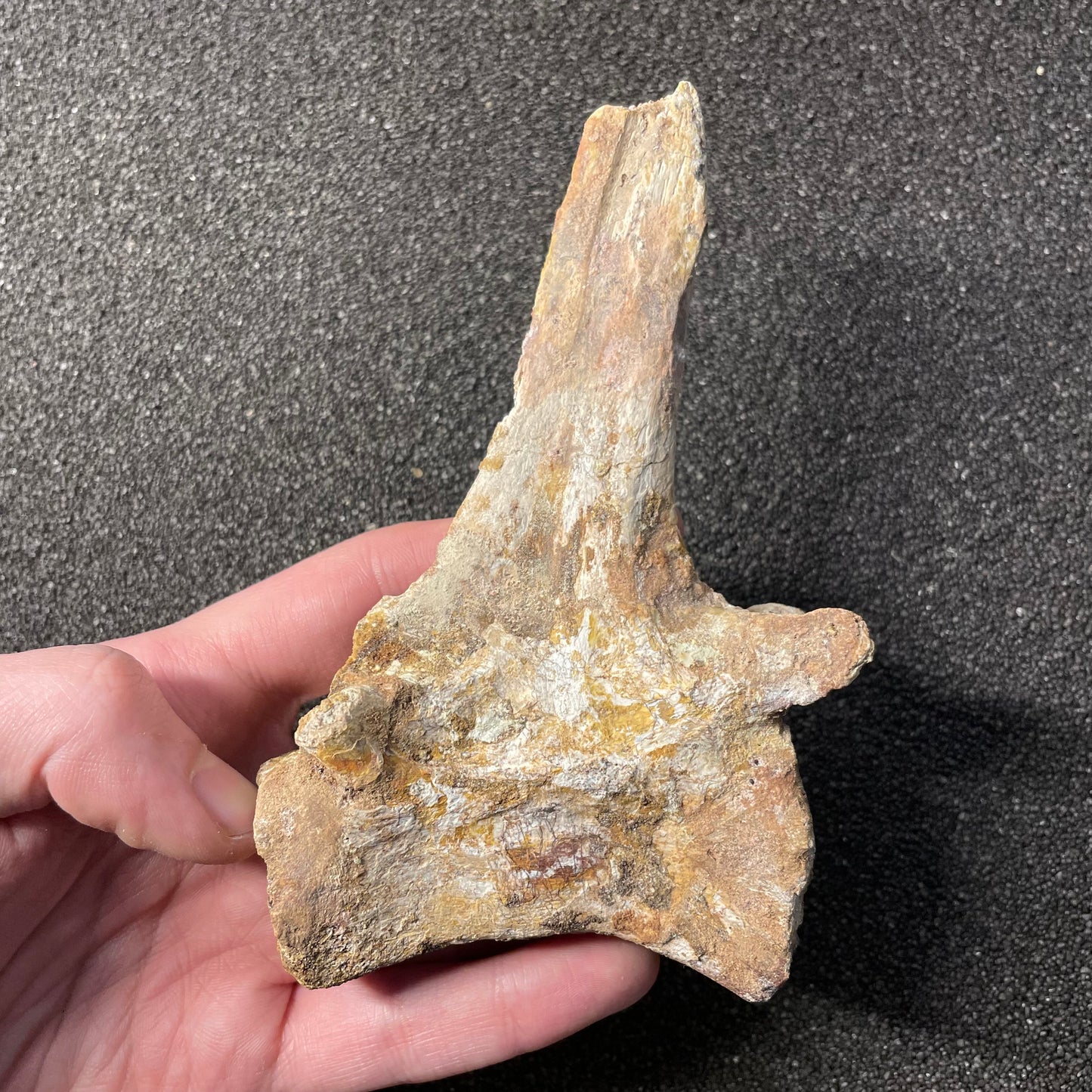F2478 | Coccodrillo | Crocodylomorpha indet.